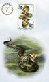 Snake