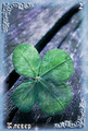 Card 03