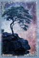 Card 06