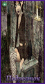 Card 77