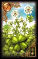 Clover
