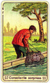 Card 11