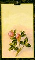 Clover