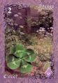 Clover