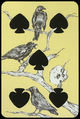 Card 11