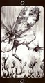 The Fool