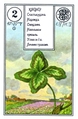 Clover