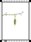 The Hanged Man